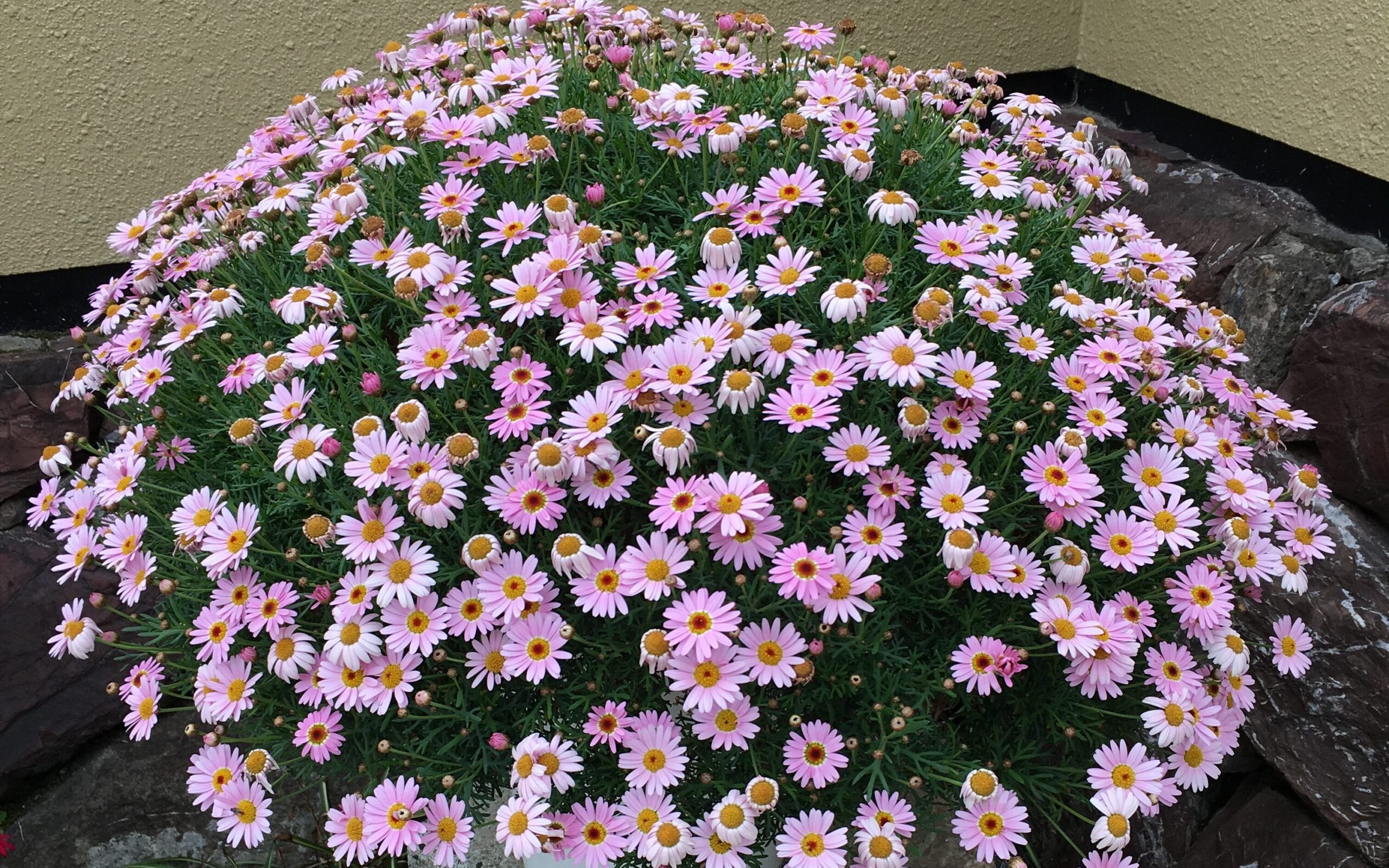 京小花 マーガレット について シミズナーセリー ホームページ 園芸 ガーデニング 観葉植物