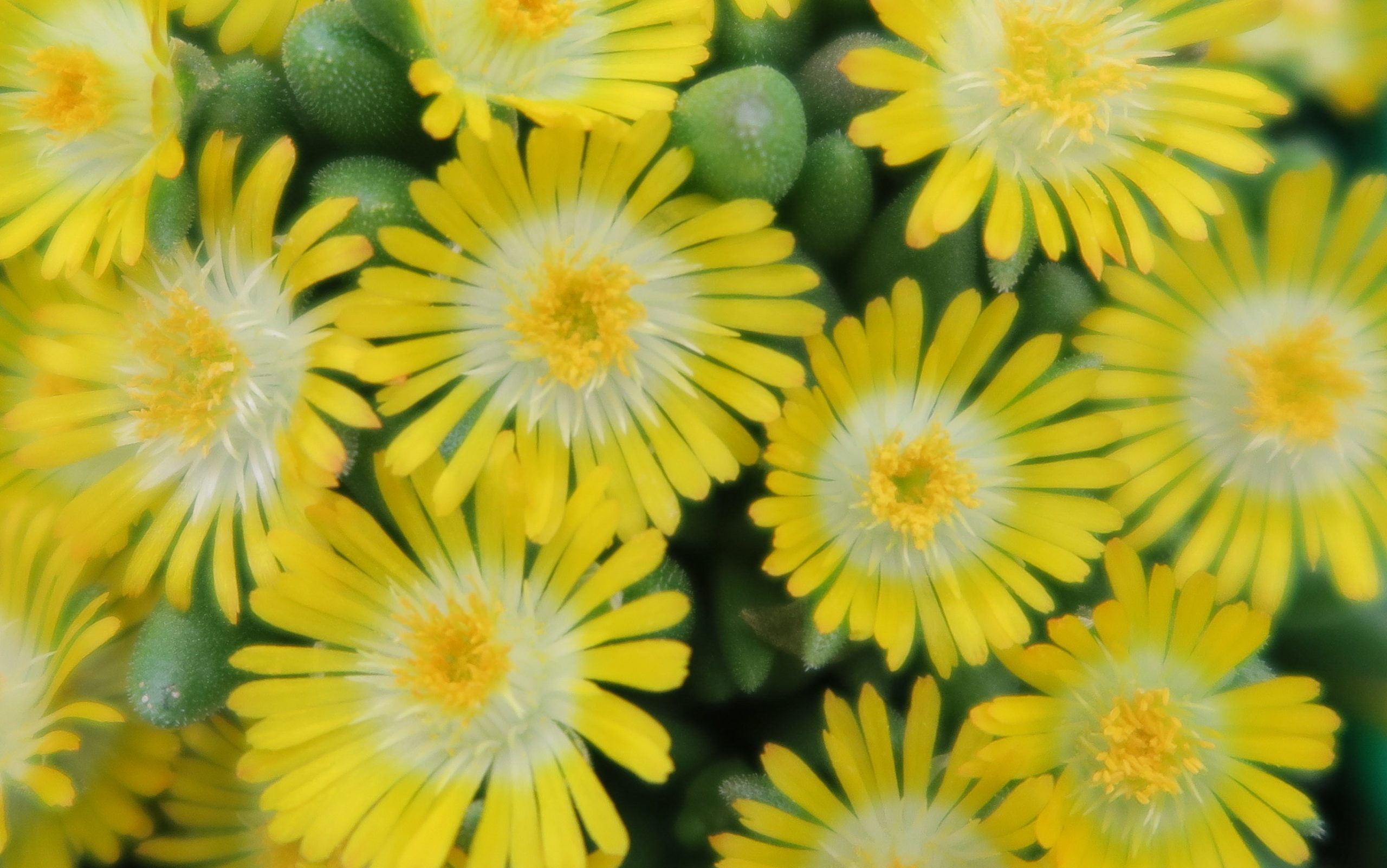 京花美 マツバギク について