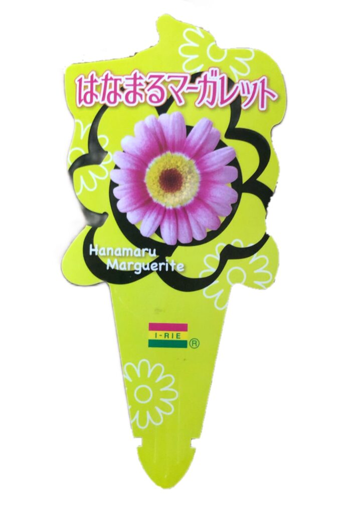 はなまるマーガレット（ﾏｰｶﾞﾚｯﾄ）│シミズナーセリー